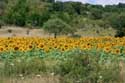 Field of Sunflowers Izvorishte / Bulgaria: 