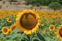 Field of Sunflowers Izvorishte / Bulgaria: 