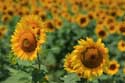 Zonnebloemveld Izvorishte / Bulgarije: 