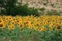 Field of Sunflowers Izvorishte / Bulgaria: 