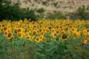 Zonnebloemveld Izvorishte / Bulgarije: 