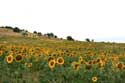 Field of Sunflowers Izvorishte / Bulgaria: 