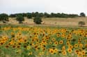 Field of Sunflowers Izvorishte / Bulgaria: 