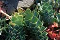 Cactus Emona / Bulgaria: 