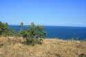 Typical Bushes and Black Sea Emona / Bulgaria: 