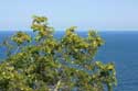 Typical Bushes and Black Sea Emona / Bulgaria: 