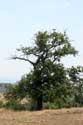 Tree Izvorishte / Bulgaria: 