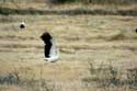 Flock of Storks Izvorishte / Bulgaria: 