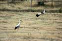 Flock of Storks Izvorishte / Bulgaria: 