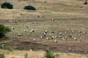 Flock of Storks Izvorishte / Bulgaria: 