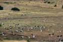 Flock of Storks Izvorishte / Bulgaria: 