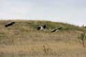 Flock of Storks Izvorishte / Bulgaria: 