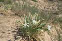 Flowers in Ropotami Dunes Dyuny / Bulgaria: 