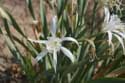 Flowers in Ropotami Dunes Dyuny / Bulgaria: 