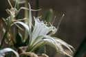 Bloemen in Ropotami Duinen Dyuny / Bulgarije: 