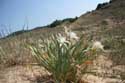 Flowers in Ropotami Dunes Dyuny / Bulgaria: 