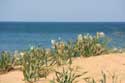 Flowers in Ropotami Dunes Dyuny / Bulgaria: 