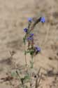 Blauwe bloem in Ropotami Duinen Dyuny / Bulgarije: 