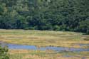 Ropotami Swamp Dyuny / Bulgaria: 