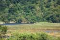 Ropotami Swamp Dyuny / Bulgaria: 