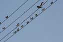 Swallows Izvorishte / Bulgaria: 