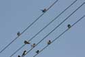 Swallows Izvorishte / Bulgaria: 