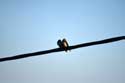 Swallows Izvorishte / Bulgaria: 