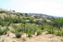 My small Wineyard Izvorishte / Bulgaria: 