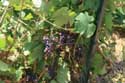 My small Wineyard Izvorishte / Bulgaria: 