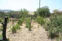 My small Wineyard Izvorishte / Bulgaria: 