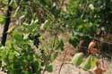 My small Wineyard Izvorishte / Bulgaria: 