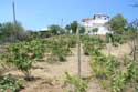 My small Wineyard Izvorishte / Bulgaria: 