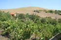 My small Wineyard Izvorishte / Bulgaria: 