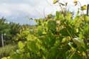 My small Wineyard Izvorishte / Bulgaria: 