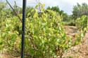 My small Wineyard Izvorishte / Bulgaria: 