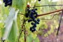 My small Wineyard Izvorishte / Bulgaria: 