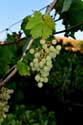 My small Wineyard Izvorishte / Bulgaria: 