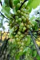 My small Wineyard Izvorishte / Bulgaria: 