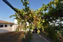 My small Wineyard Izvorishte / Bulgaria: 