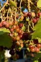 My small Wineyard Izvorishte / Bulgaria: 