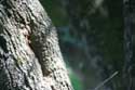 Tree with nest of alrge Whesps or Bees Primorsko / Bulgaria: 