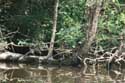 Water Turtles on Ropotami River Primorsko / Bulgaria: 