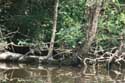 Waterschildpadden op Ropotami rivier Primorsko / Bulgarije: 