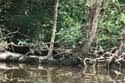 Waterschildpadden op Ropotami rivier Primorsko / Bulgarije: 