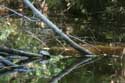 Waterschildpadden op Ropotami rivier Primorsko / Bulgarije: 