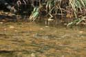 Frogs on Ropotami River Primorsko / Bulgaria: 