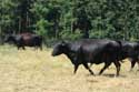 Vaches Mullerthal / Luxembourg: 