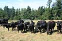 Vaches Mullerthal / Luxembourg: 