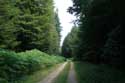 Green Forest (Grnewald) Luxembourg / Luxembourg: 