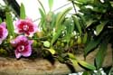 De Orchideen Hoeve Luttelgeest / Nederland: 